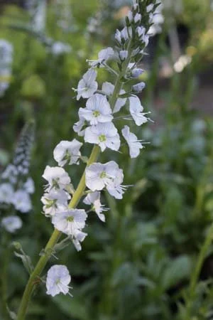 Veronica gentianoides 'Barbara Sherwood'