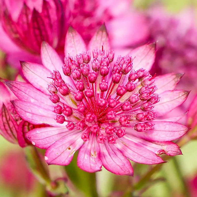 Astrantia major 'Cherise Button'