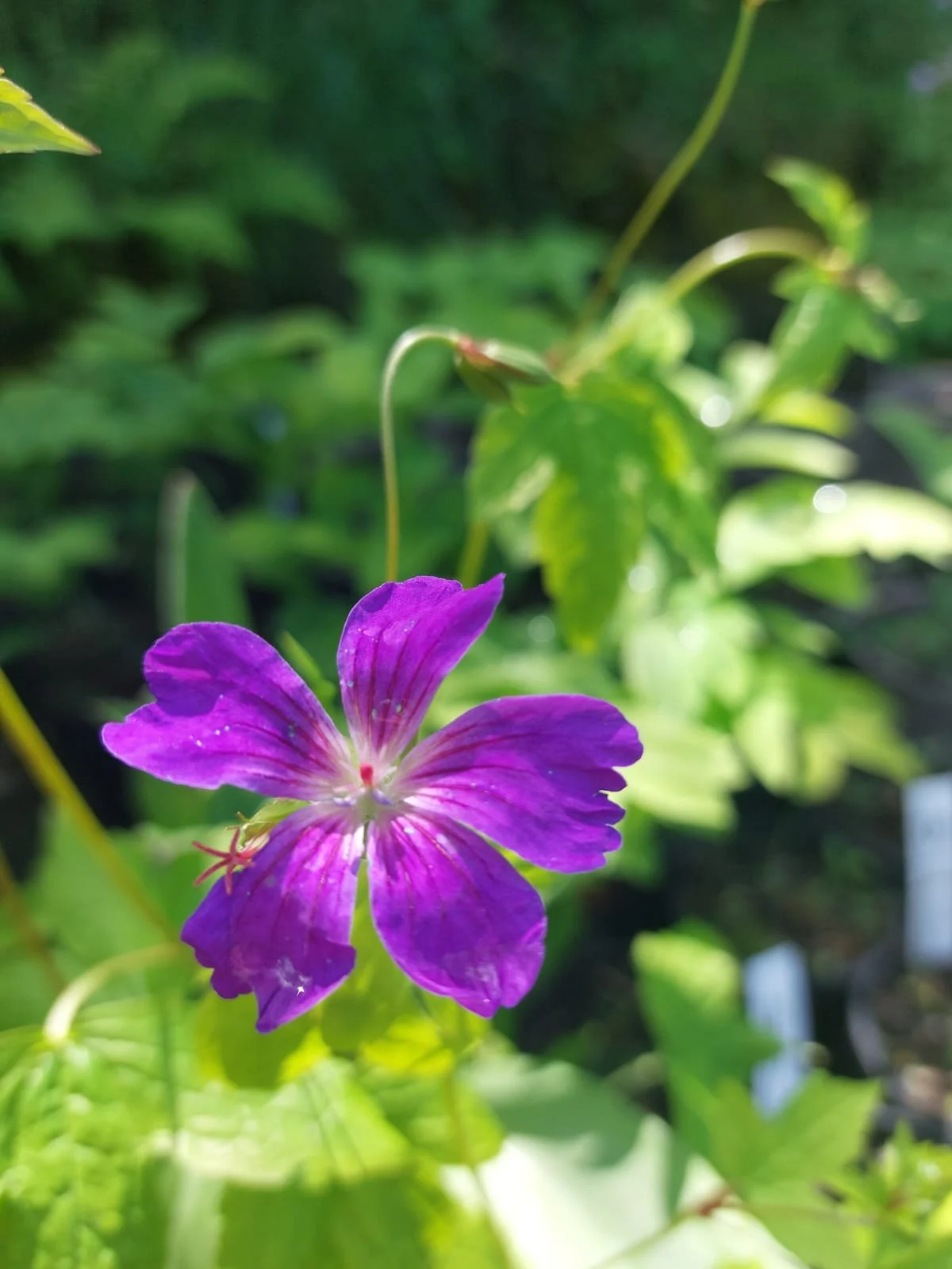 Geranium nodosum, deep purple