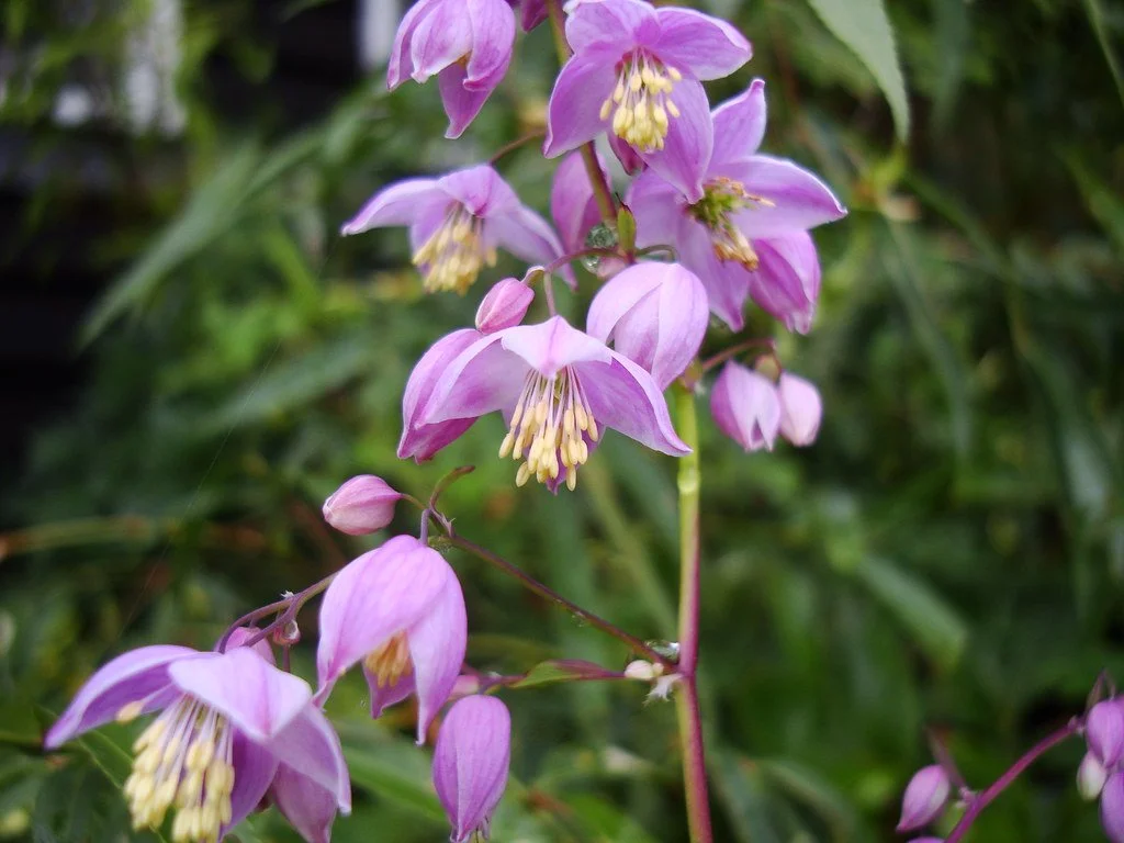 Thalictrum delavayi  decorum