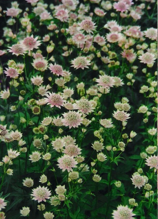 Astrantia 'Berendien Stam'