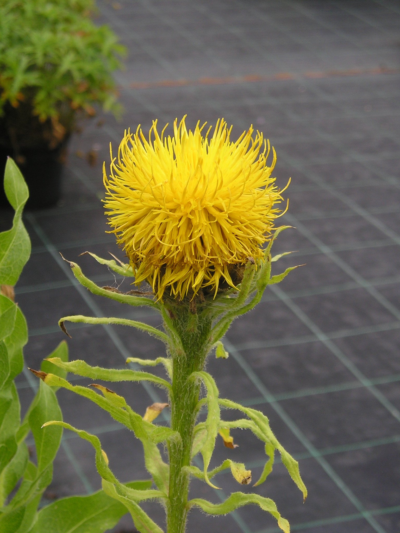Centaurea macrocephala — Caherhurley Nursery