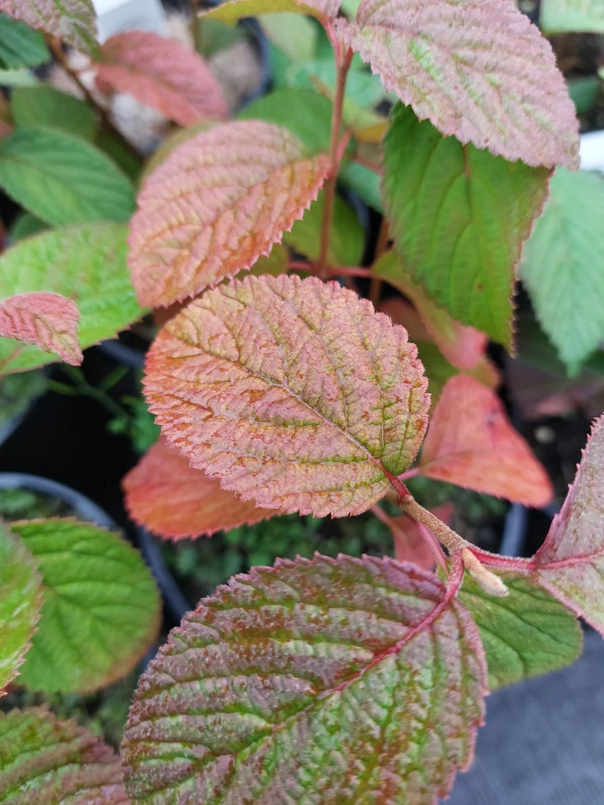 Viburnum plicatum 'Dart's Red Robin' — Caherhurley Nursery