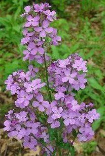 Hesperis matronalis