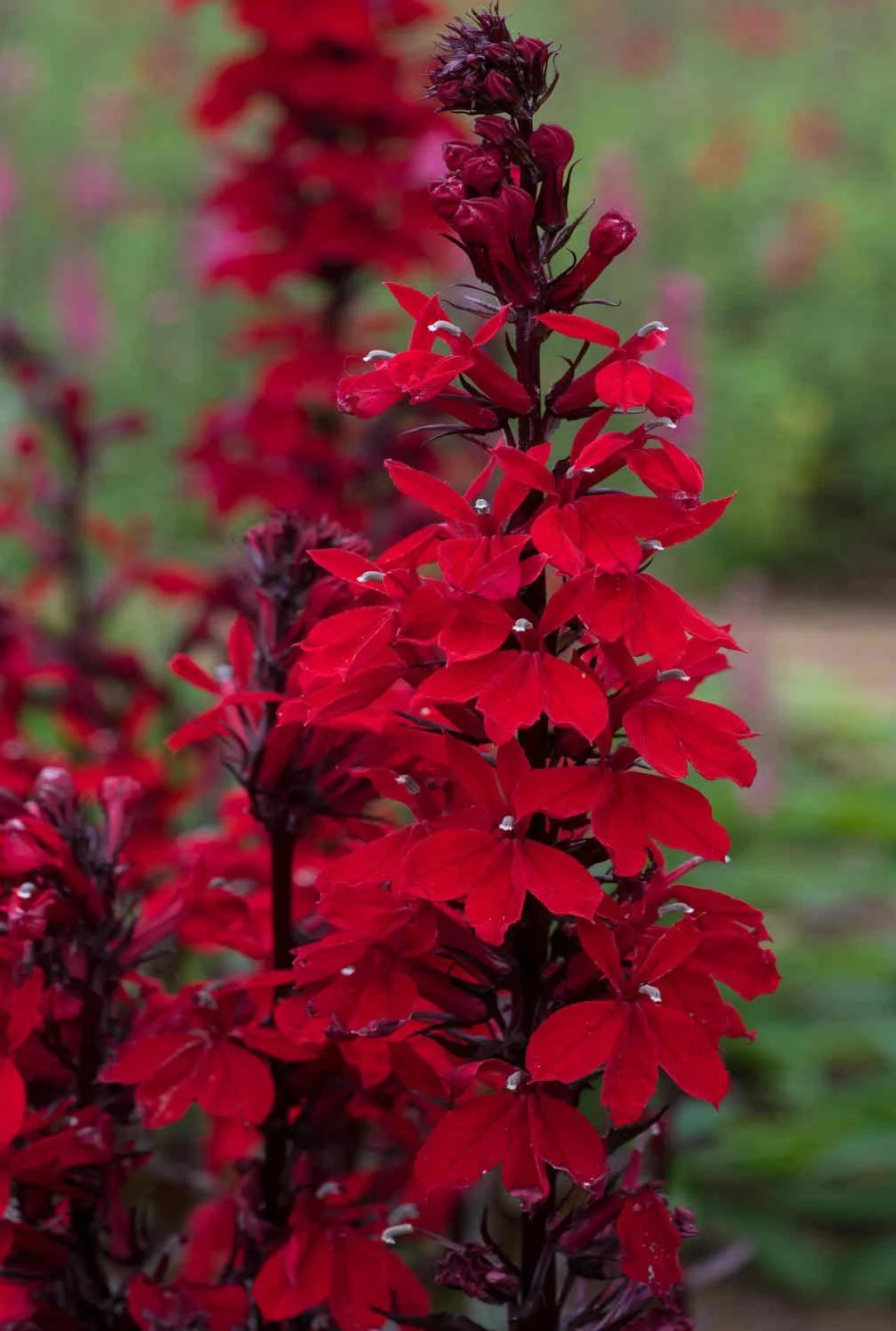 Lobelia x speciosa _Starship Scarlet_.jpg