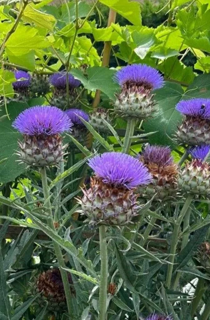 Cynara cardunculus _Green Globe_.jpeg