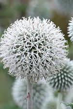 Echinops bannaticus _Star Frost_.jpg
