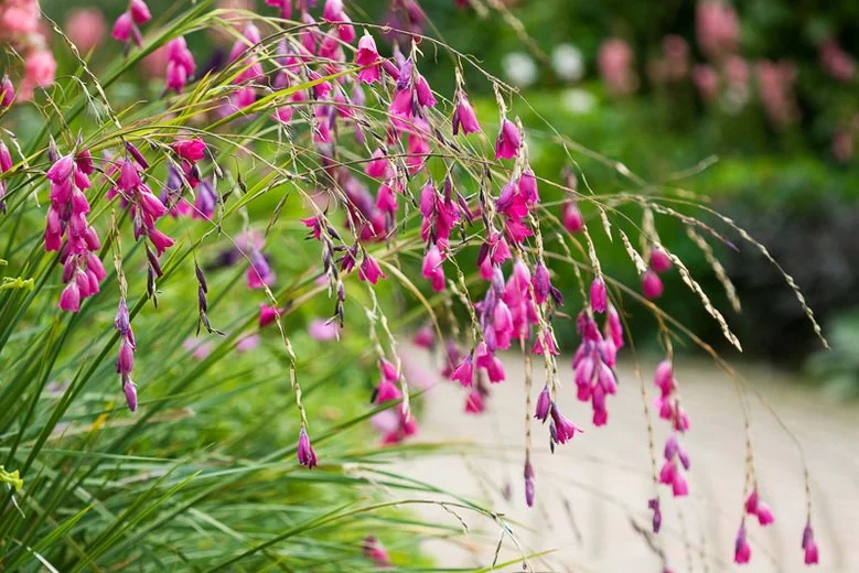 Dierama pulcherrima.jpg