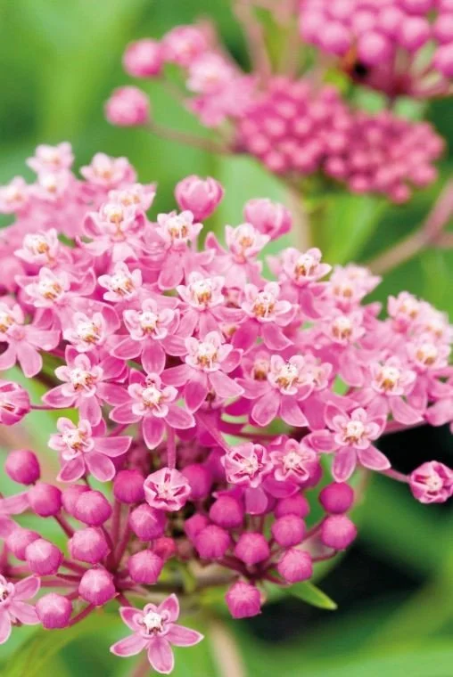 Asclepias incarnata.jpg