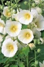 Alcea rosea _Polar Star_.jpg