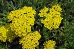 Achillea tomentosa 'Golden Fleece'