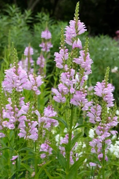 Physostegia virginiana _Rosea_.jpg