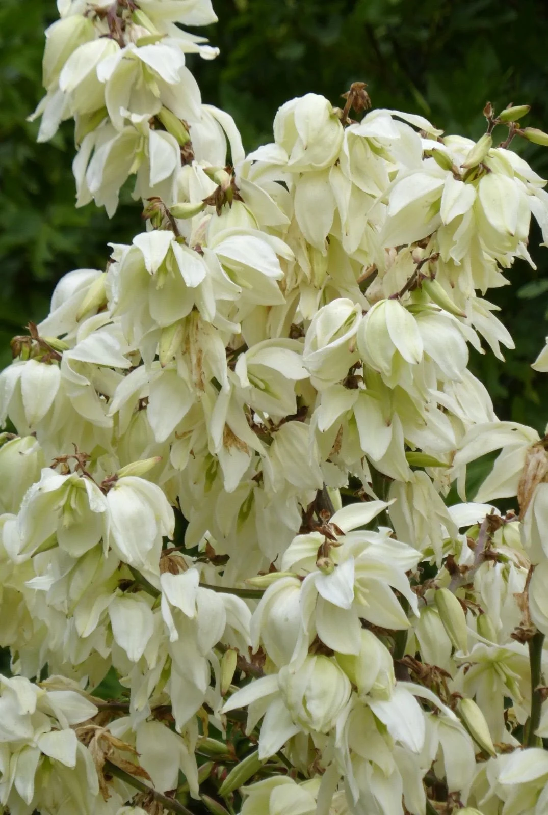 Yucca filamentosa.jpg