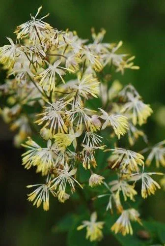 Thalictrum minus _Adiantifolium_ 1.jpg