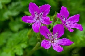 Erodium manescavii.jpg