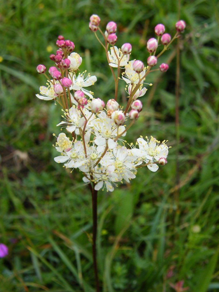 Filipendula vulgaris.jpg