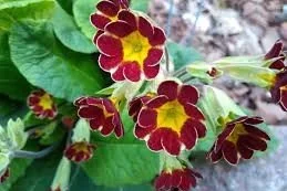 Primula _Gold-laced-Red_.jpg