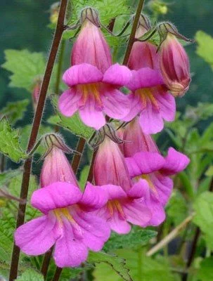 Rehmannia elata.jpg