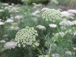 Visnaga daucoides.jpg