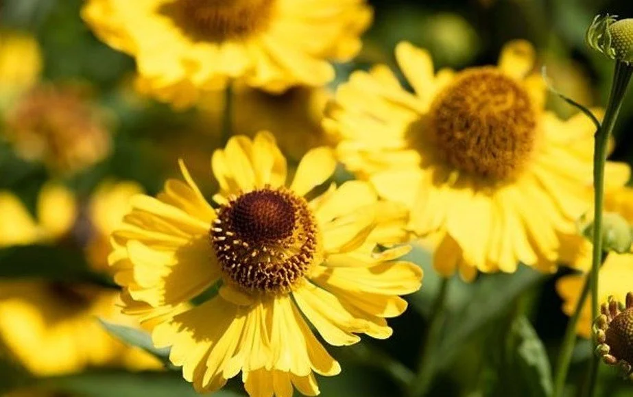 Helenium _Tip Top_.jpg