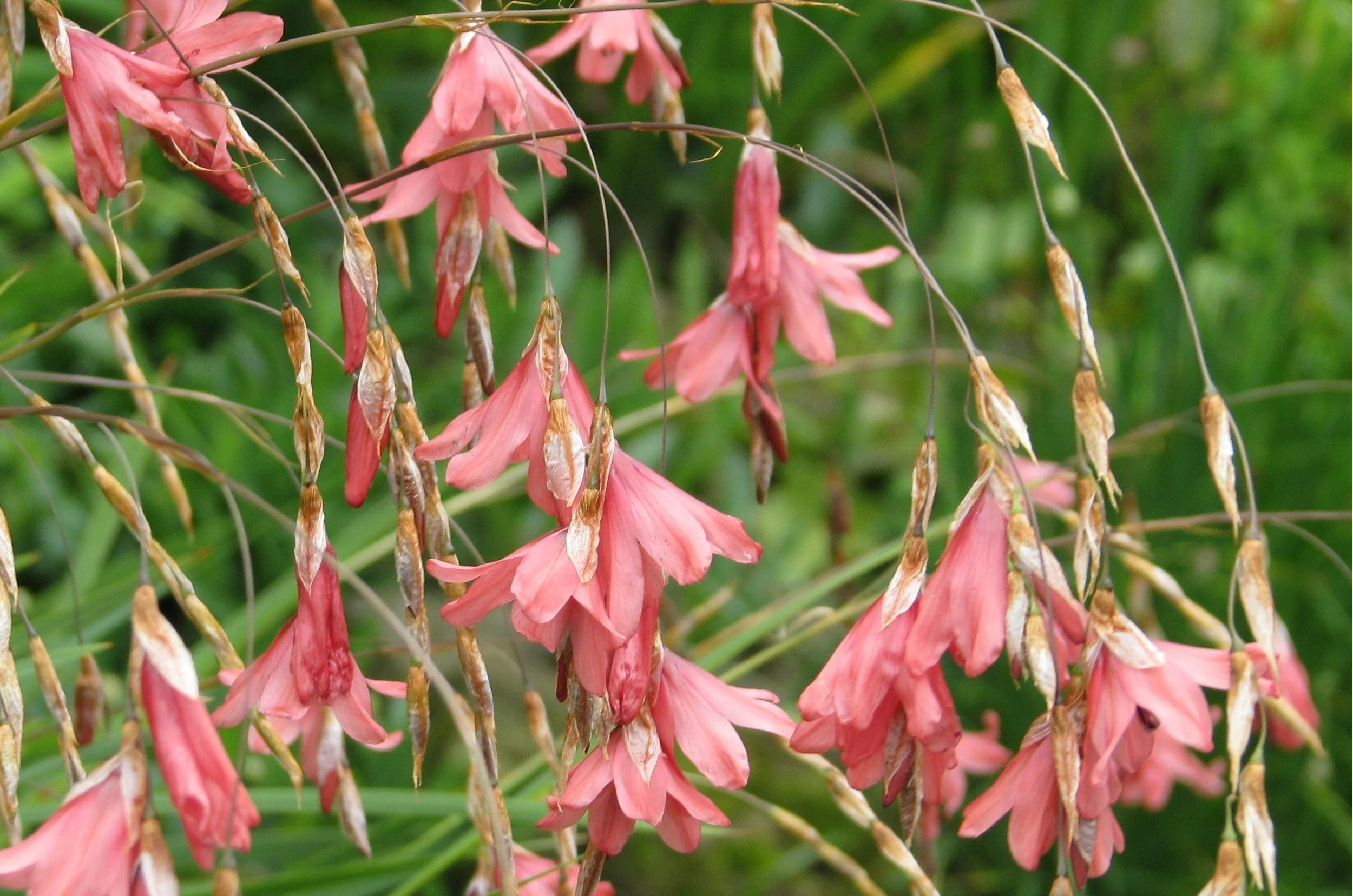 Dierama igneum