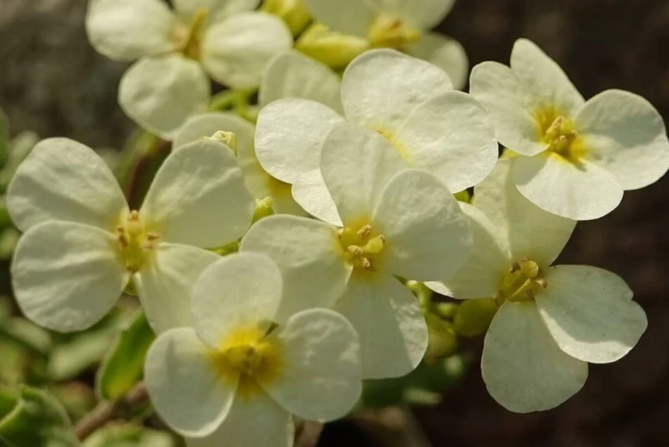 Arabis alpina caucasica _Pixy Cream_.jpg