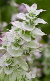 Salvia sclarea turkestanica _Vatican White_. 1.jpg