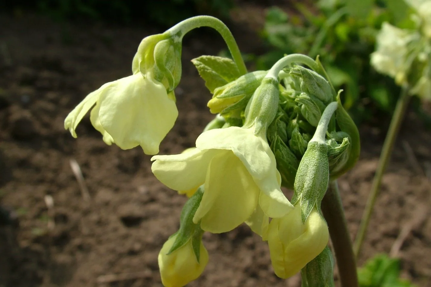 Primula  alpicola alpicola.jpg