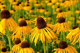 Echinacea paradoxa paradoxa.jpg