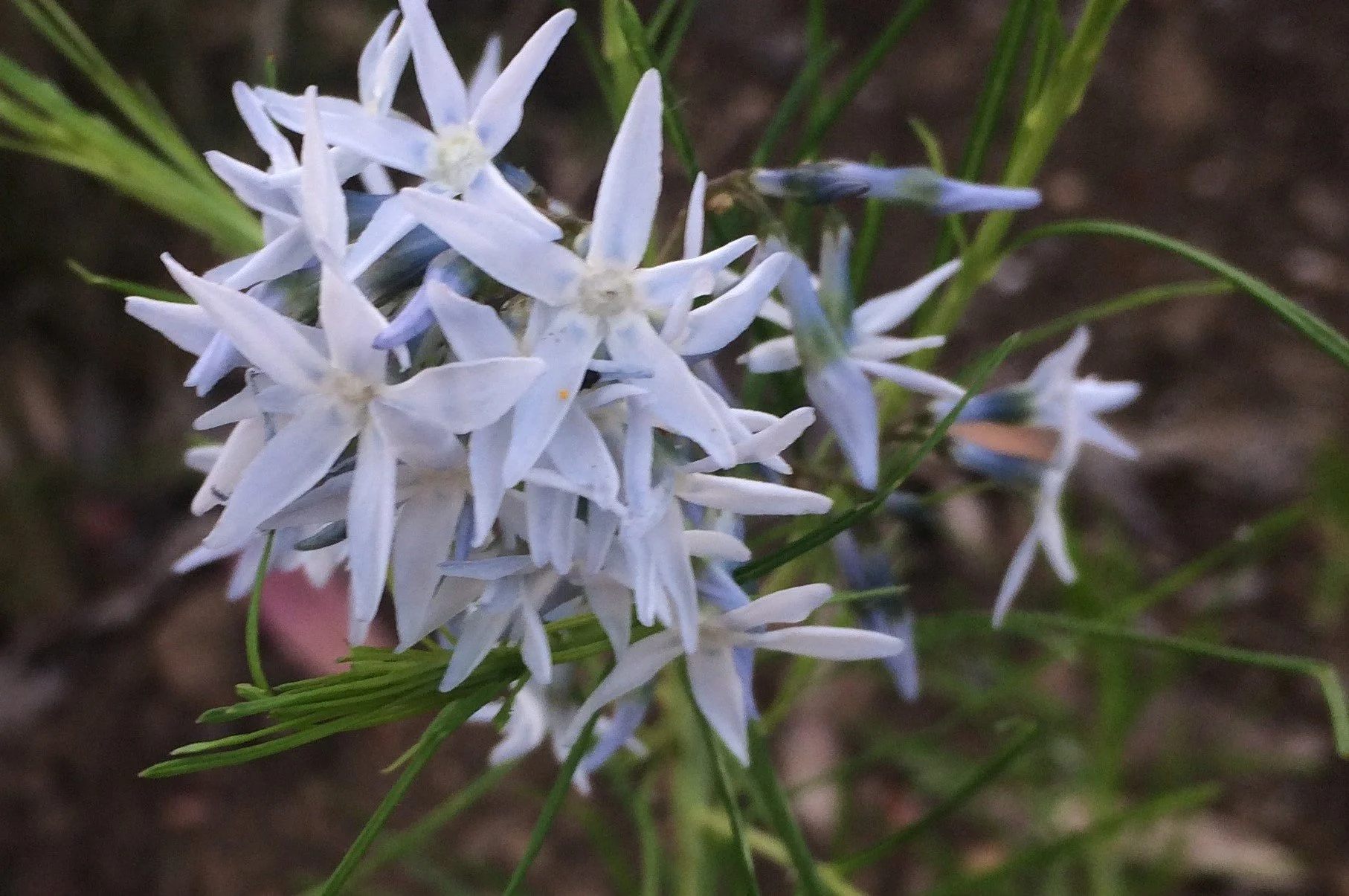 Amsonia hubrichtii.jpg