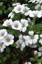 Acanthophyllum cerastoides.jpg