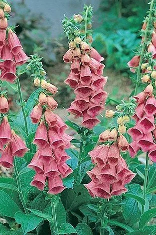 Digitalis x mertonensis (2).jpg