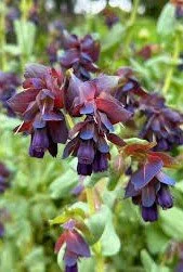 Cerinthe major _Purpurascens_.jpg