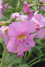 Incarvillea delavayi _Bee_s Pink_.jpg