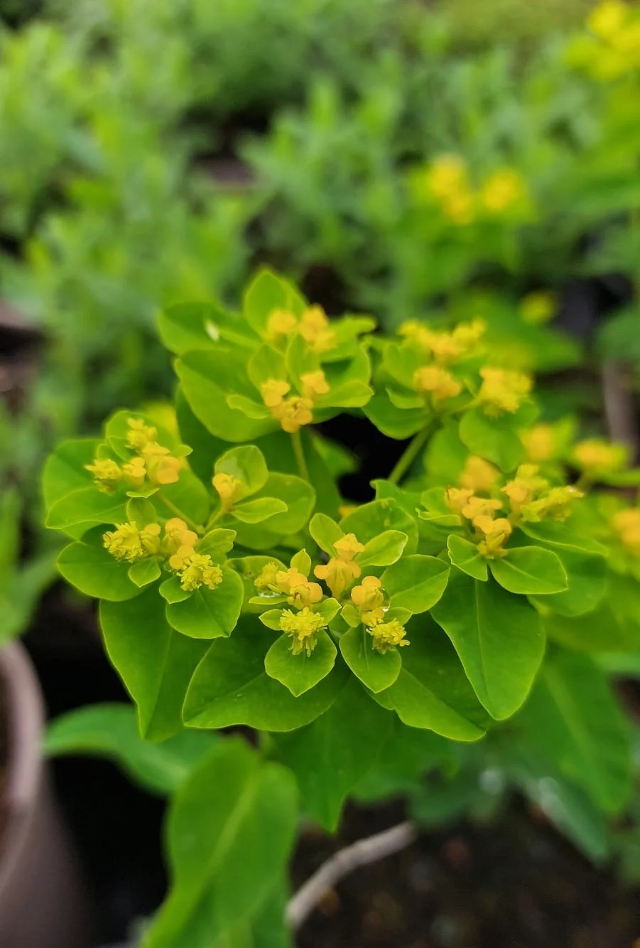 Euphorbia epithymoides _Major_ 19.jpg