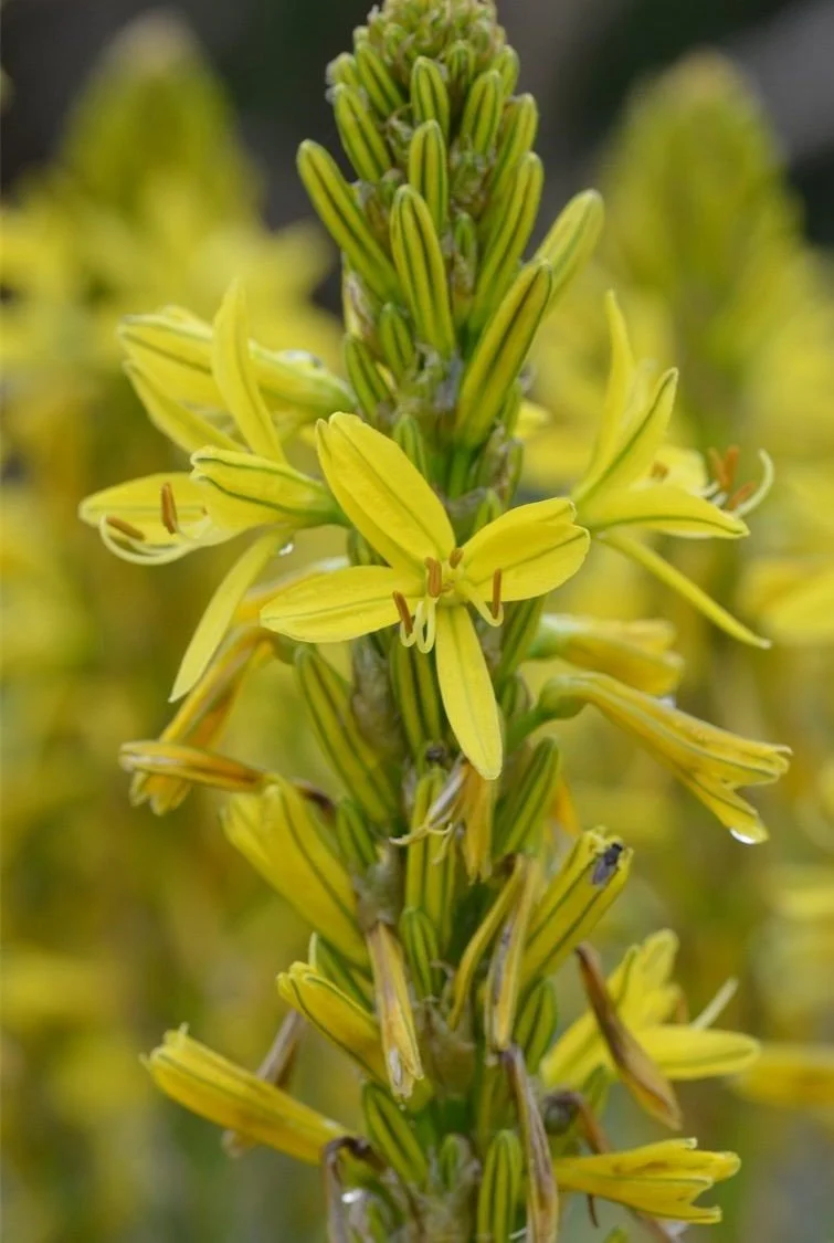 Asphodeline lutea.jpeg