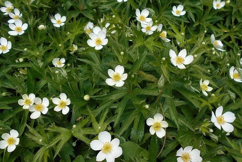 Anemone canadensis.jpg