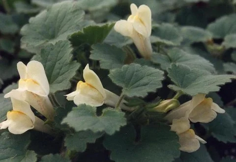 Asarina procumbens.jpg