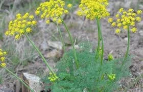 Lomatium grayi 1.jpg