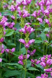 Chelone obliqua.jpg