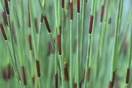 Chondropetalum tectorum.jpg