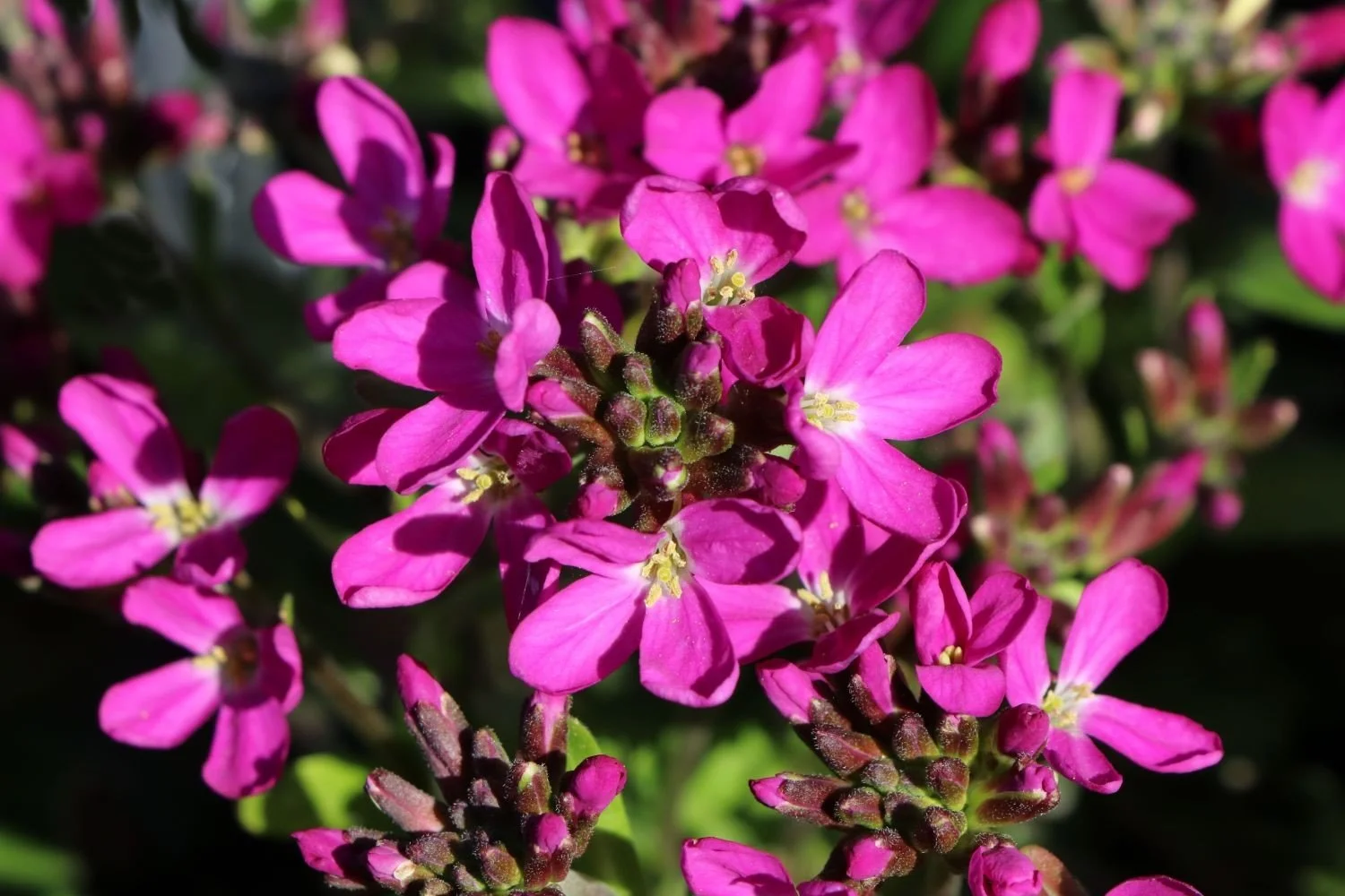 Arabis blepharophylla _Rote Sensation_.jpg