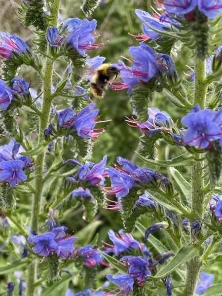 Echium vulgare.jpg