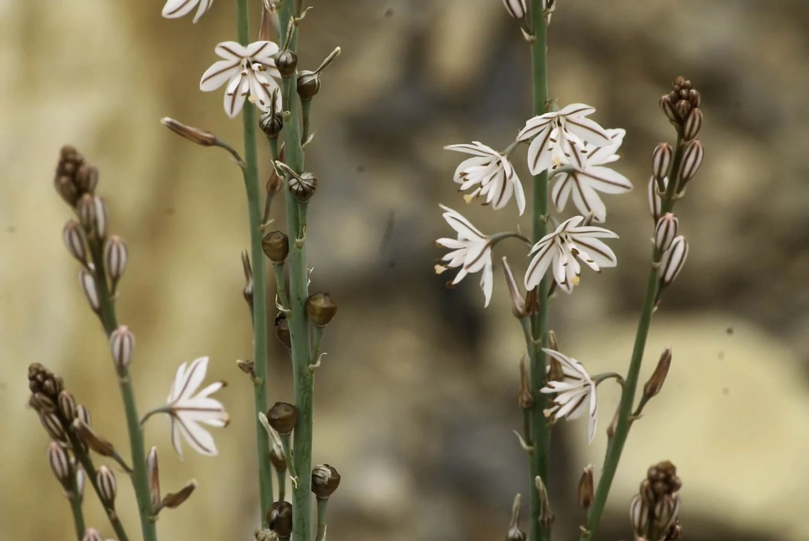 Asphodelus tenuifolius.jpg