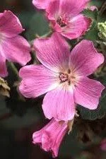 Malva cachemiriana.jpg