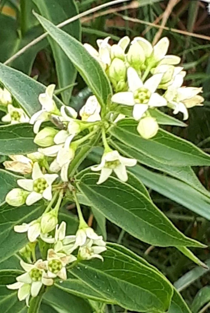 Vincetoxicum hirundinaria.jpg