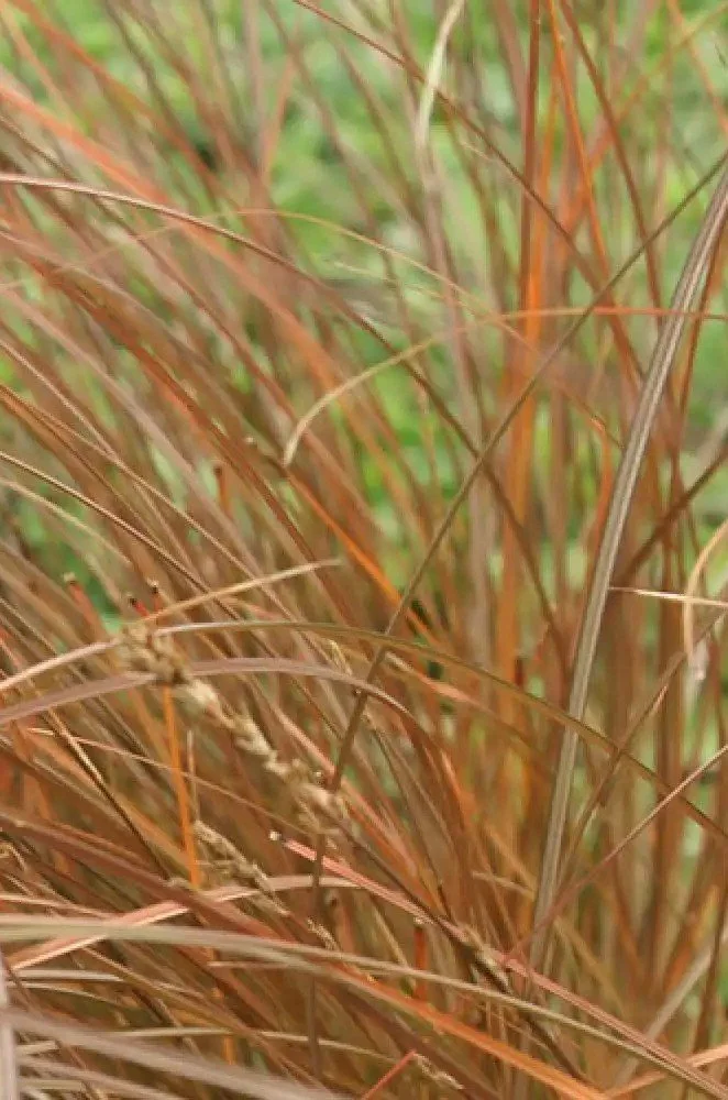 Carex tenuiculmis.jpg