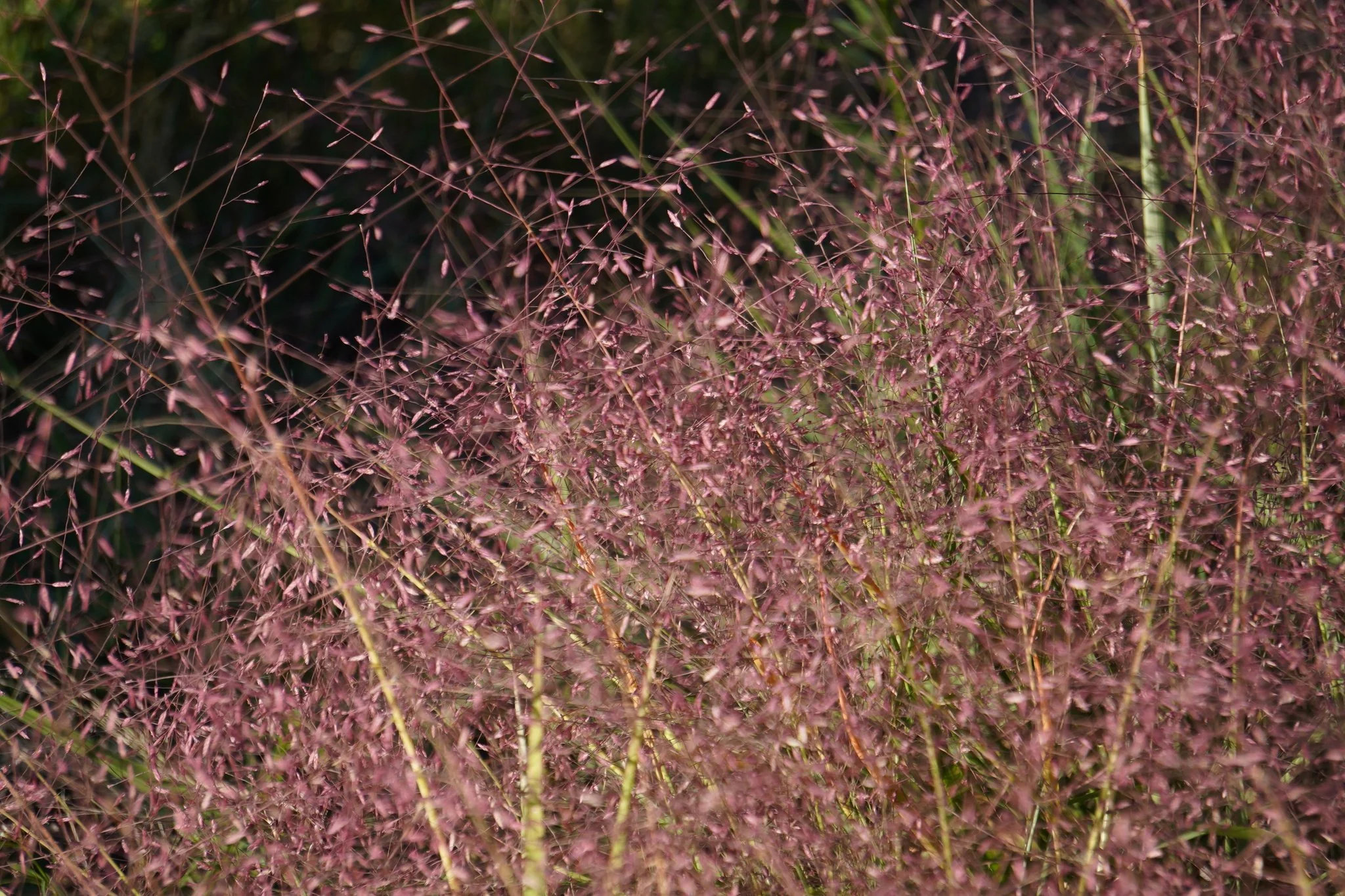 Eragrostis spectabilis.jpeg