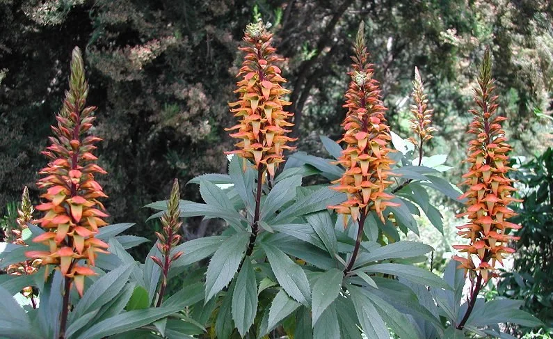 Digitalis canariensis.jpg