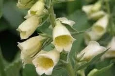 Digitalis grandiflora _Carillon_.jpg